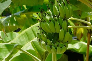 Banana Crisis deepens